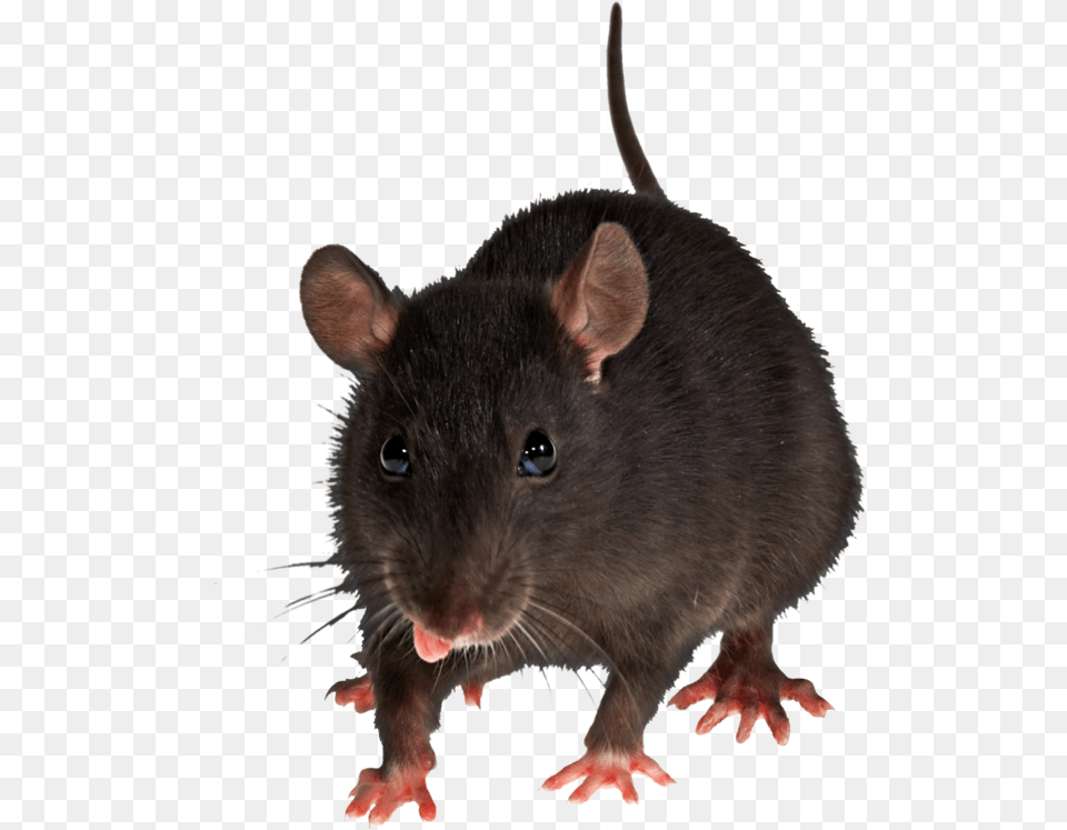 Animal Mouse Background, Mammal, Rat, Rodent Free Transparent Png