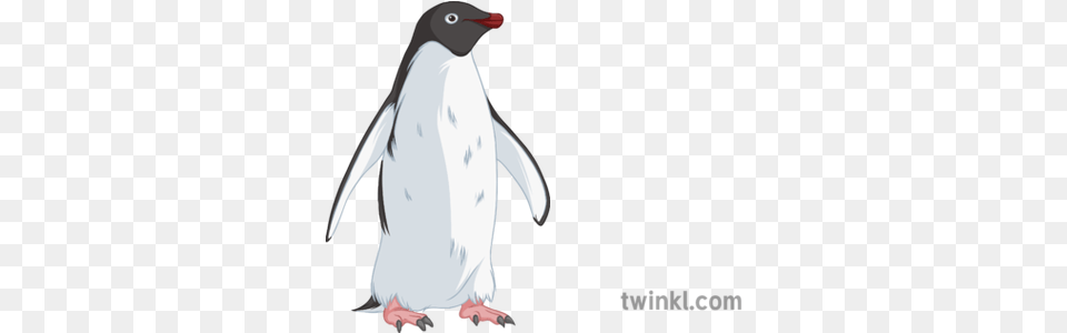 Animal Penguin Illustration Twinkl Pinguino En Blanco Y Negro, Bird Png Image