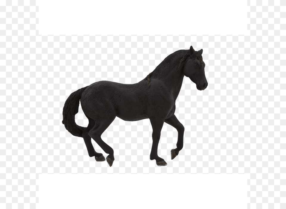 Animal Planet Andalusian Aygr Siyah, Colt Horse, Horse, Mammal, Andalusian Horse Png