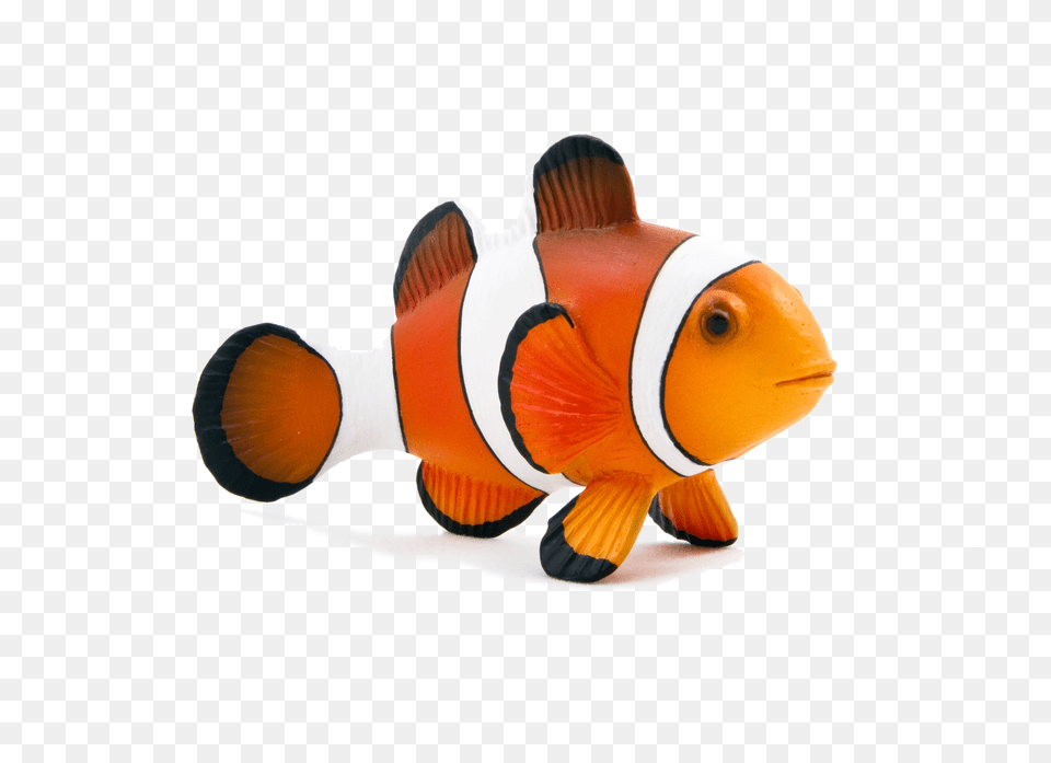 Animal Planet Clown Fish, Amphiprion, Sea Life Png Image