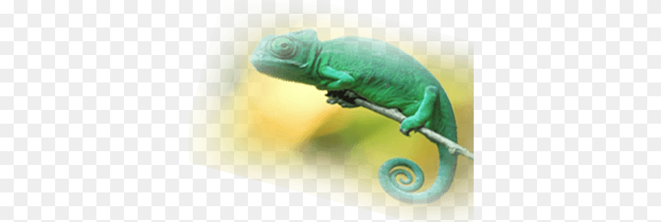 Animal Planet Common Chameleon, Lizard, Reptile, Green Lizard, Iguana Png Image