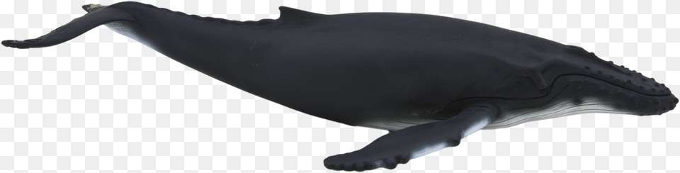 Animal Planet Mojo Humpback Whale, Mammal, Sea Life, Fish Free Png Download