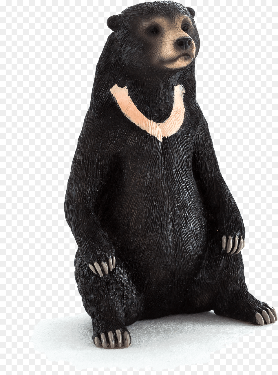 Animal Planet Sun Bear Elephanta Elephanta Sun Bear, Bird, Penguin, Mammal, Wildlife Free Png Download