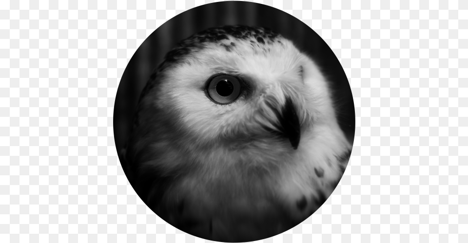 Animal Planet U2013 Jakkapan Prammanasik Owl, Beak, Bird Png