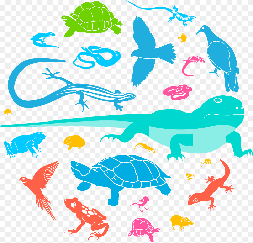 Animal Population, Turtle, Sea Life, Reptile, Lizard Png