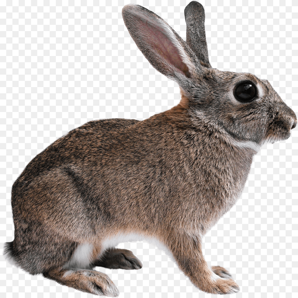 Animal Rabbit, Mammal, Rat, Rodent, Hare Free Transparent Png
