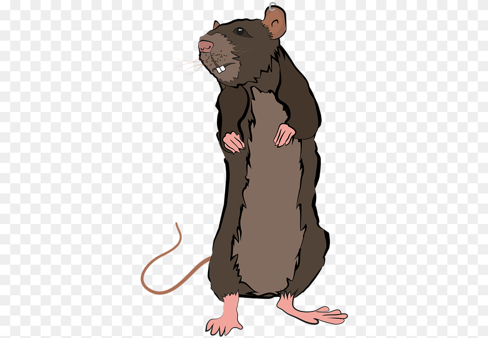 Animal Rat Nature Pet Mouse Tail Hamster Rat, Mammal, Person, Face, Head Png Image