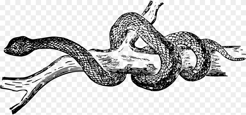 Animal Reptile Snake Picture Black And White Snake Clipart, Gray Free Transparent Png