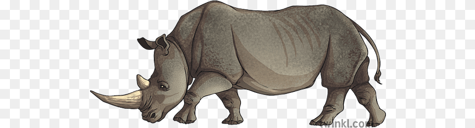 Animal Rhino Black Rhinoceros, Wildlife, Mammal, Fish, Sea Life Free Transparent Png