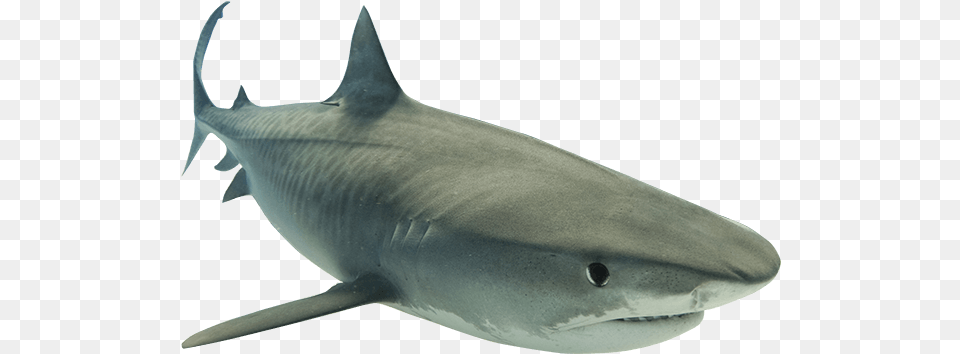 Animal Shark Clipart Transparent Background Shark Transparent, Sea Life, Fish Free Png Download