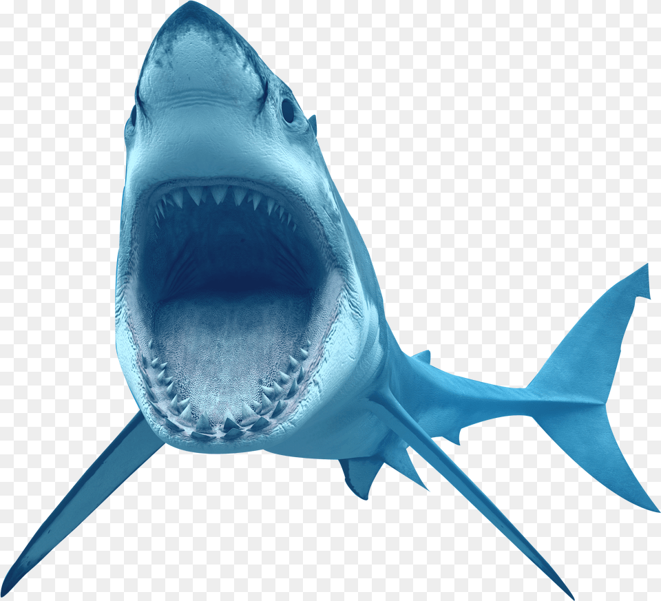 Animal Shark Shark Fish, Sea Life, Great White Shark Free Transparent Png