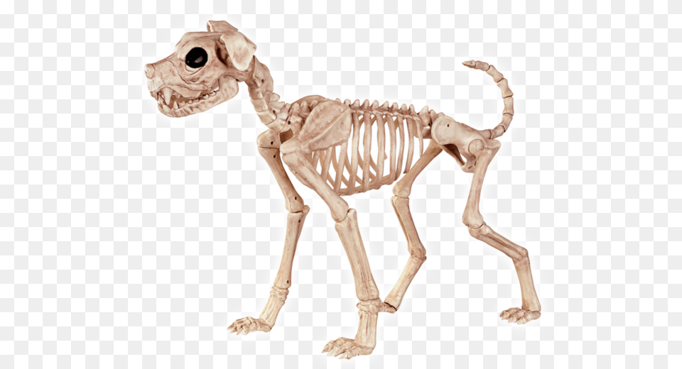 Animal Skeleton Clipar Dog Skeleton, Dinosaur, Reptile Png