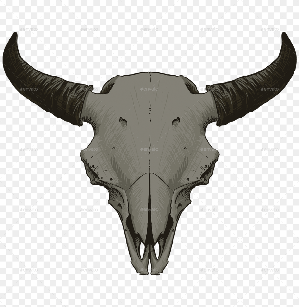 Animal Skull, Bull, Mammal, Cattle, Livestock Png Image