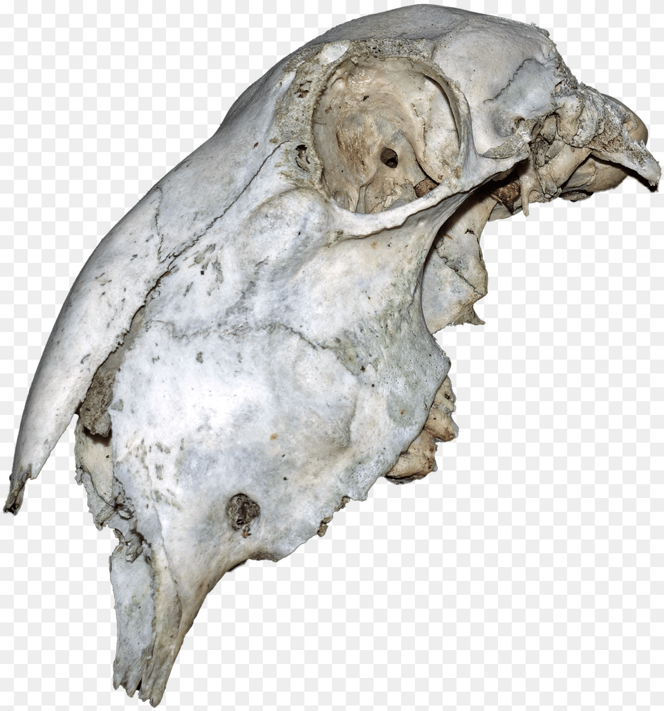 Animal Skull Animal Skull, Accessories, Ornament, Person, Gemstone Png Image