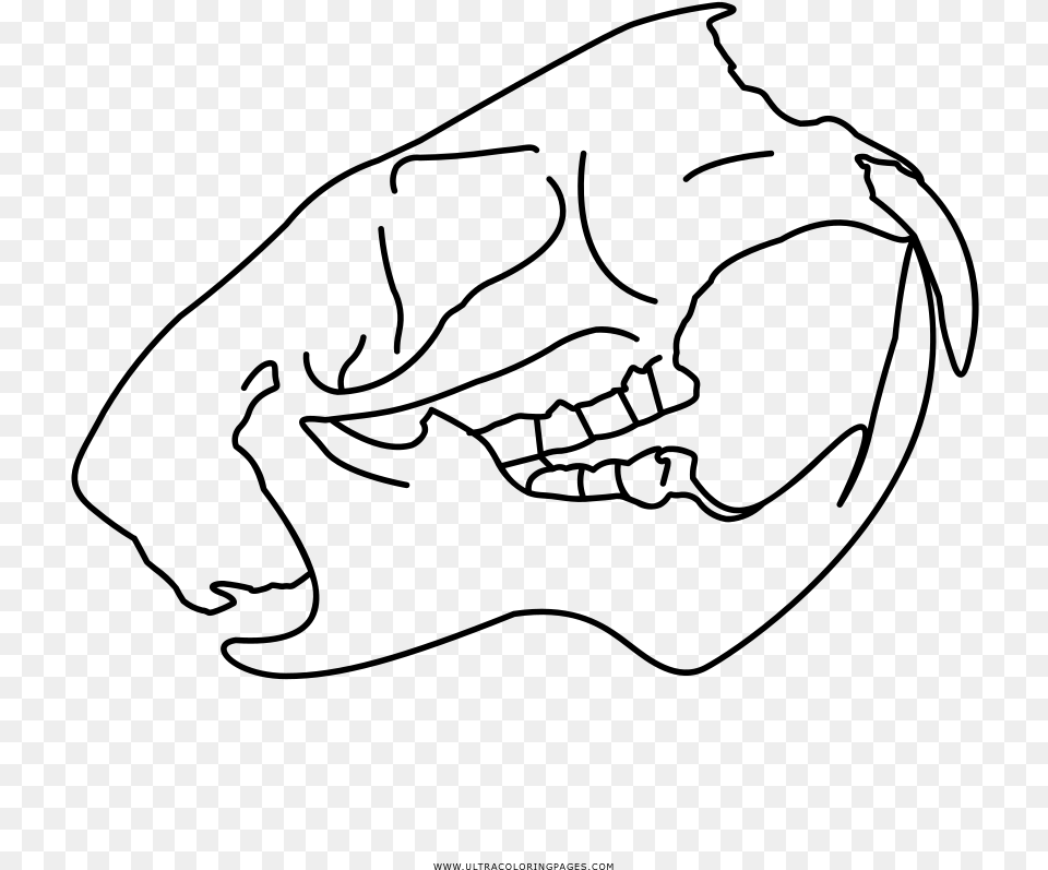 Animal Skull Coloring, Gray Png Image