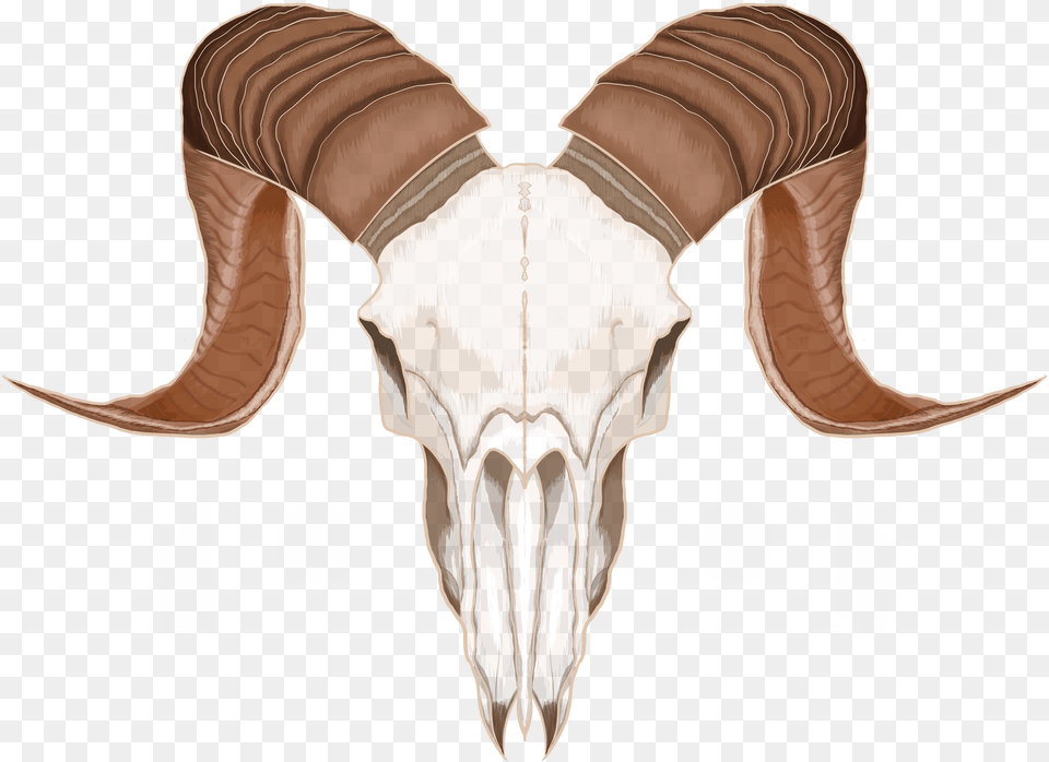 Animal Skull Goat Head Skull Png Image