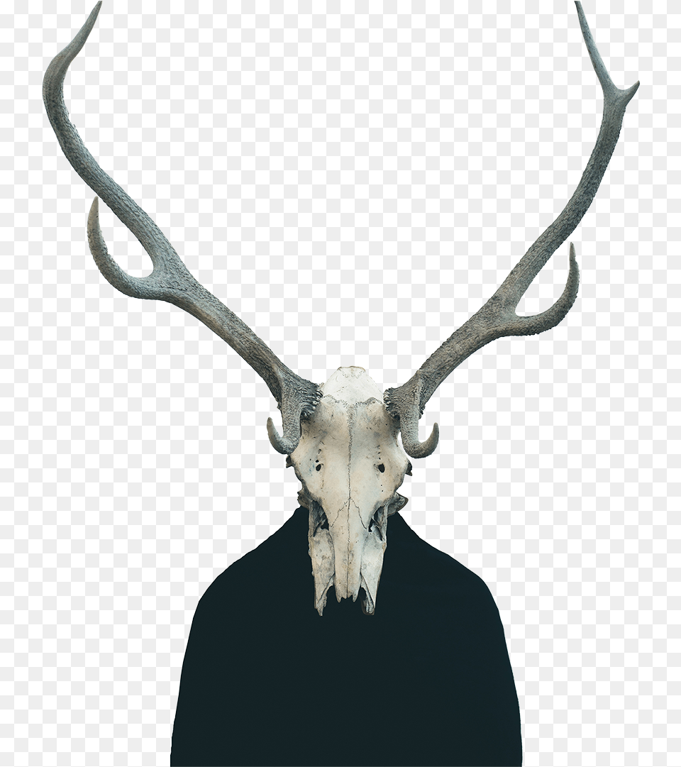 Animal Skull Human Body, Antler, Deer, Mammal, Wildlife Png Image