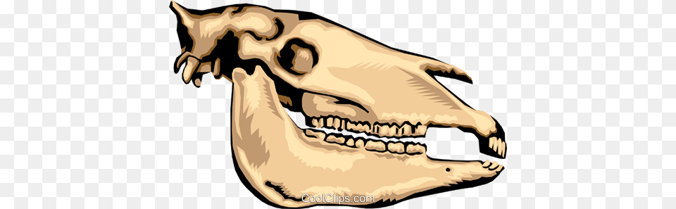 Animal Skull Royalty Vector Clip Art Illustration, Teeth, Person, Mouth, Body Part Free Png Download