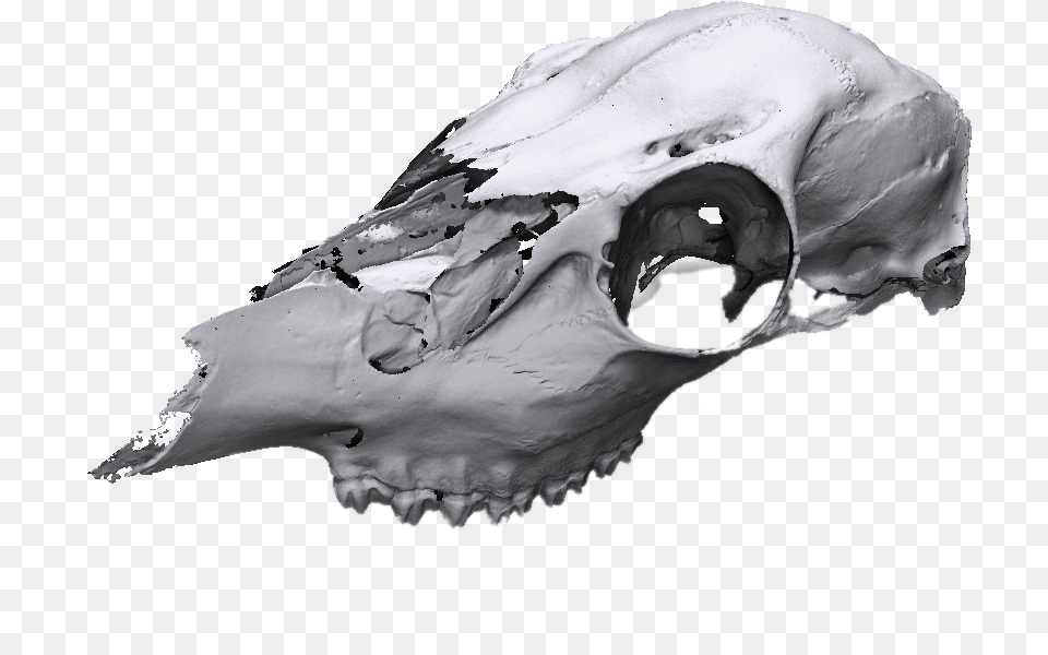 Animal Skull Scan 3d Animal Skull Scan, Fish, Sea Life, Shark, Ct Scan Free Png Download
