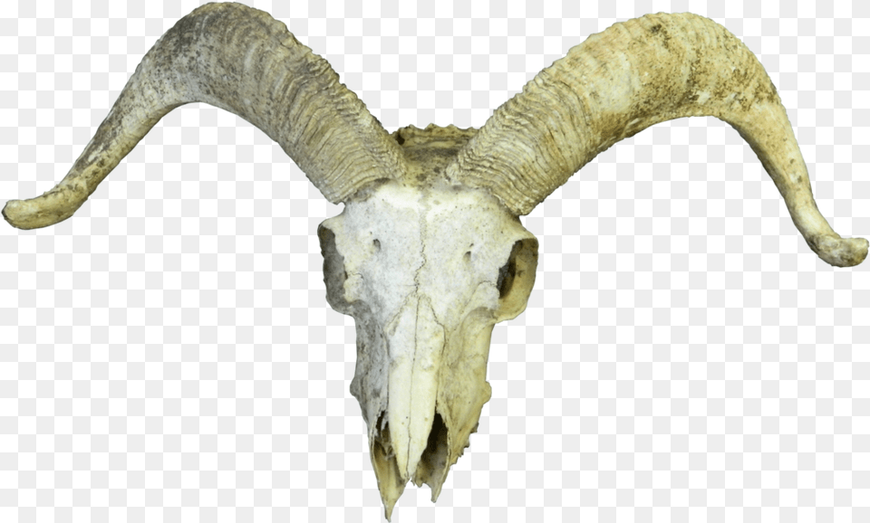 Animal Skull Transparent, Livestock, Bird, Goat, Mammal Png