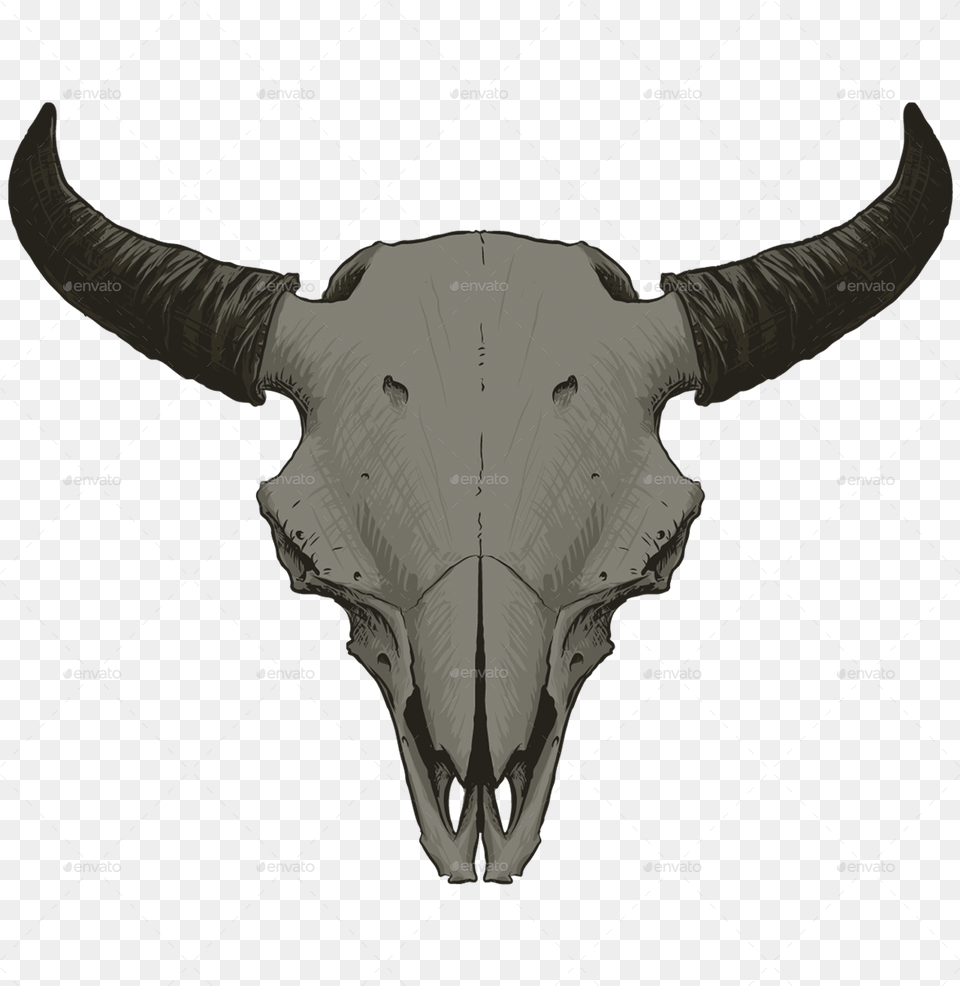 Animal Skull Vol Bull Image With No Animal Skull, Mammal, Cattle, Livestock, Longhorn Png