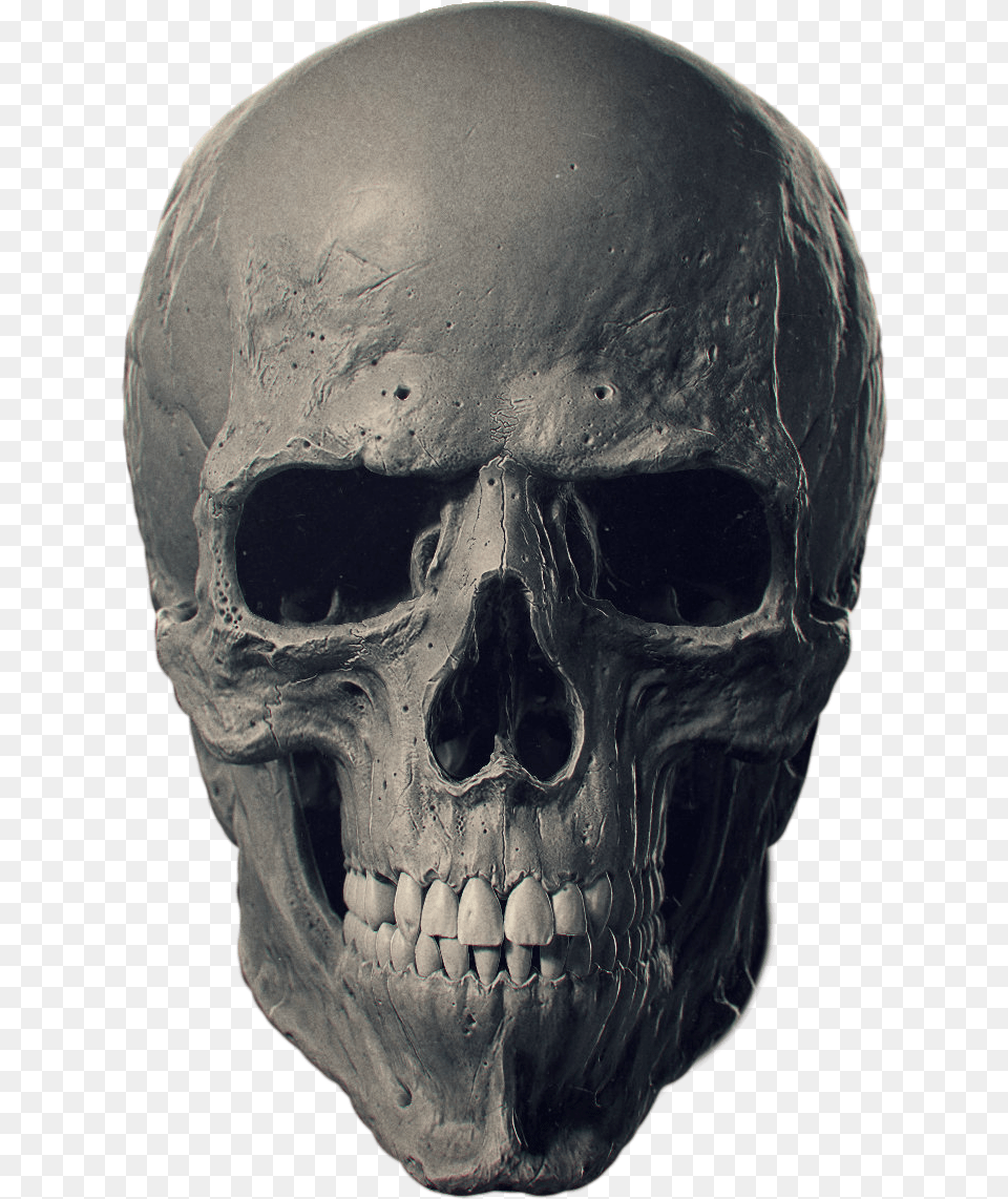 Animal Skulls Bone Human Skeleton Human Head Skull Person, Face Free Transparent Png