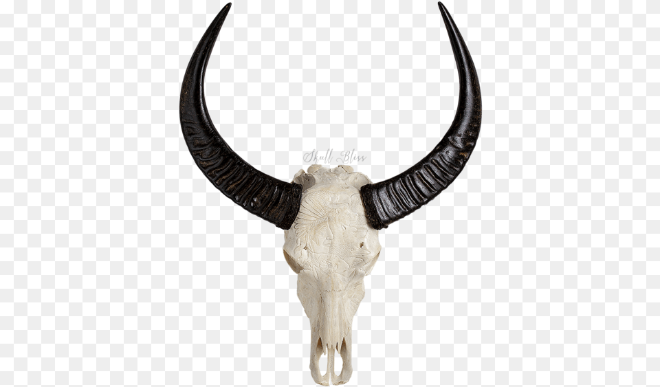 Animal Skulls Cattle Horn Animals Skull, Bull, Mammal, Accessories, Jewelry Free Png Download