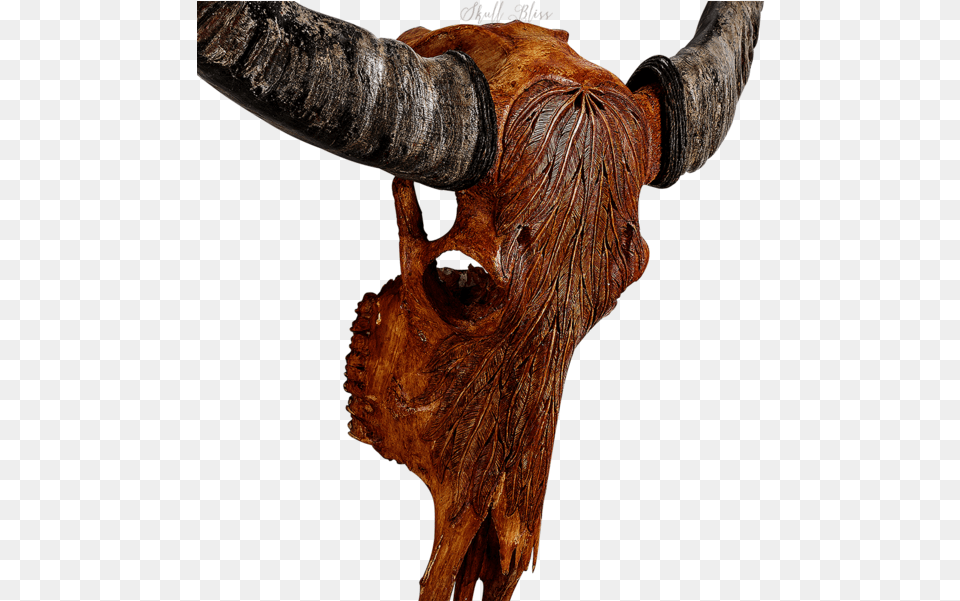 Animal Skulls Cattle Horn Buffalo Skull 600 Skull, Bull, Mammal, Livestock, Longhorn Free Png