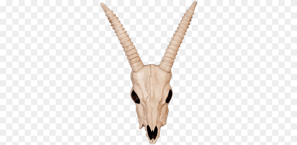 Animal Skulls Search Animal Skull Transparentpng, Mammal, Wildlife, Gazelle, Antelope Png