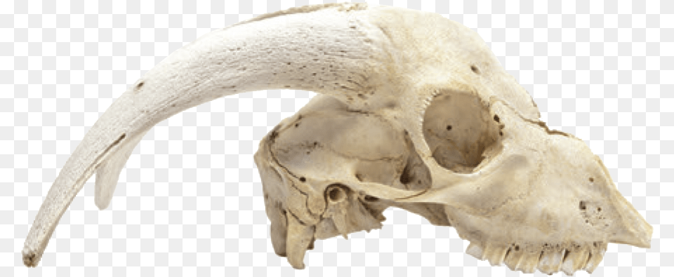 Animal Skulls Skeleton Bone Dead Animal Skeleton, Fish, Sea Life, Shark Free Png Download