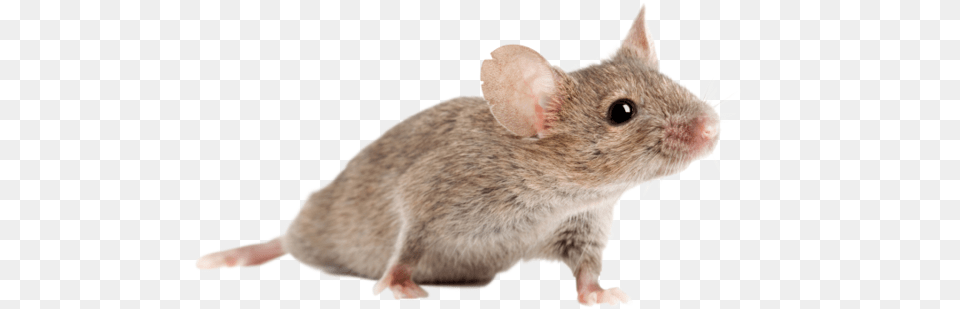 Animal Testing, Mammal, Rat, Rodent, Pet Free Png