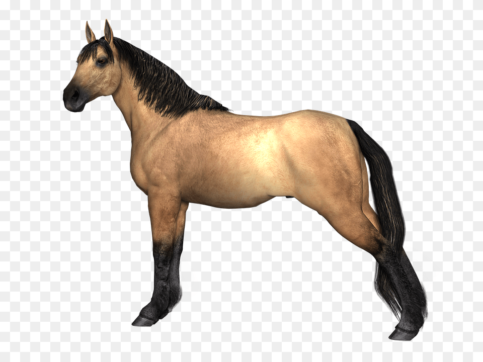 Animal Transparent Animal Images, Colt Horse, Horse, Mammal Png