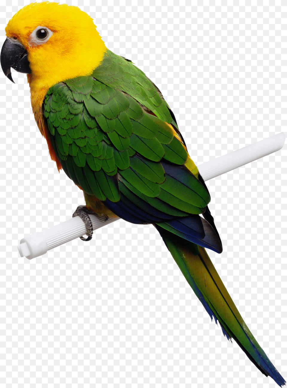 Animal Transparent Clipart Parrot Free Png