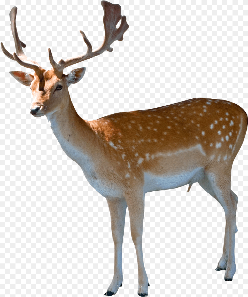 Animal Vector Royalty Free Download, Antelope, Deer, Mammal, Wildlife Png Image