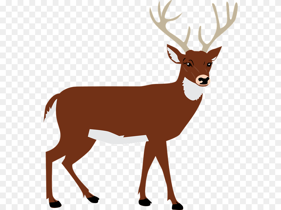 Animal Vector Transparent Animal Vector Images, Deer, Mammal, Wildlife, Elk Png