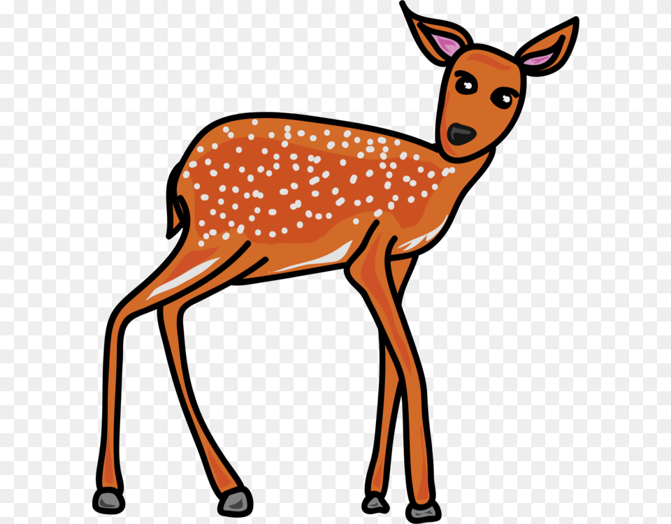 Animal Wildlife Deer Fawn Baby Animal Young Animal Grey Animals Clip Art, Mammal, Antelope, Face, Head Free Png Download