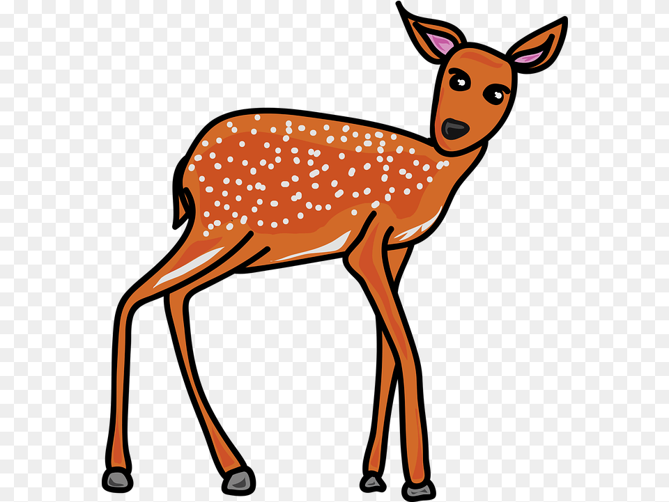 Animal Wildlife Deer Fawn Baby Reh Clipart Transparent, Mammal, Face, Head, Person Free Png Download