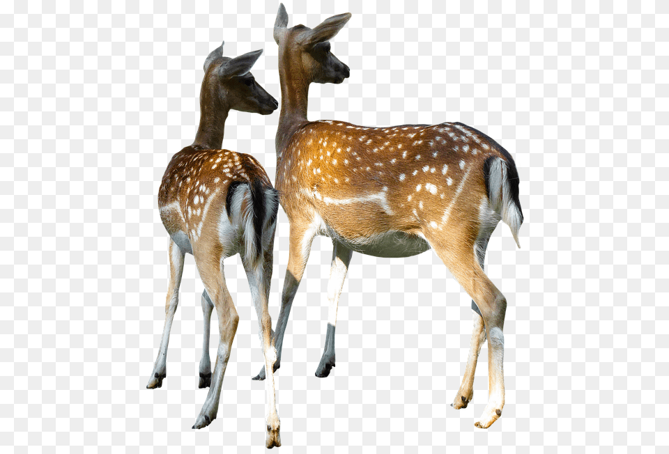 Animal World Hirsch Doe Fallow Deer Kitz Deer Doe, Mammal, Wildlife, Antelope, Kangaroo Png