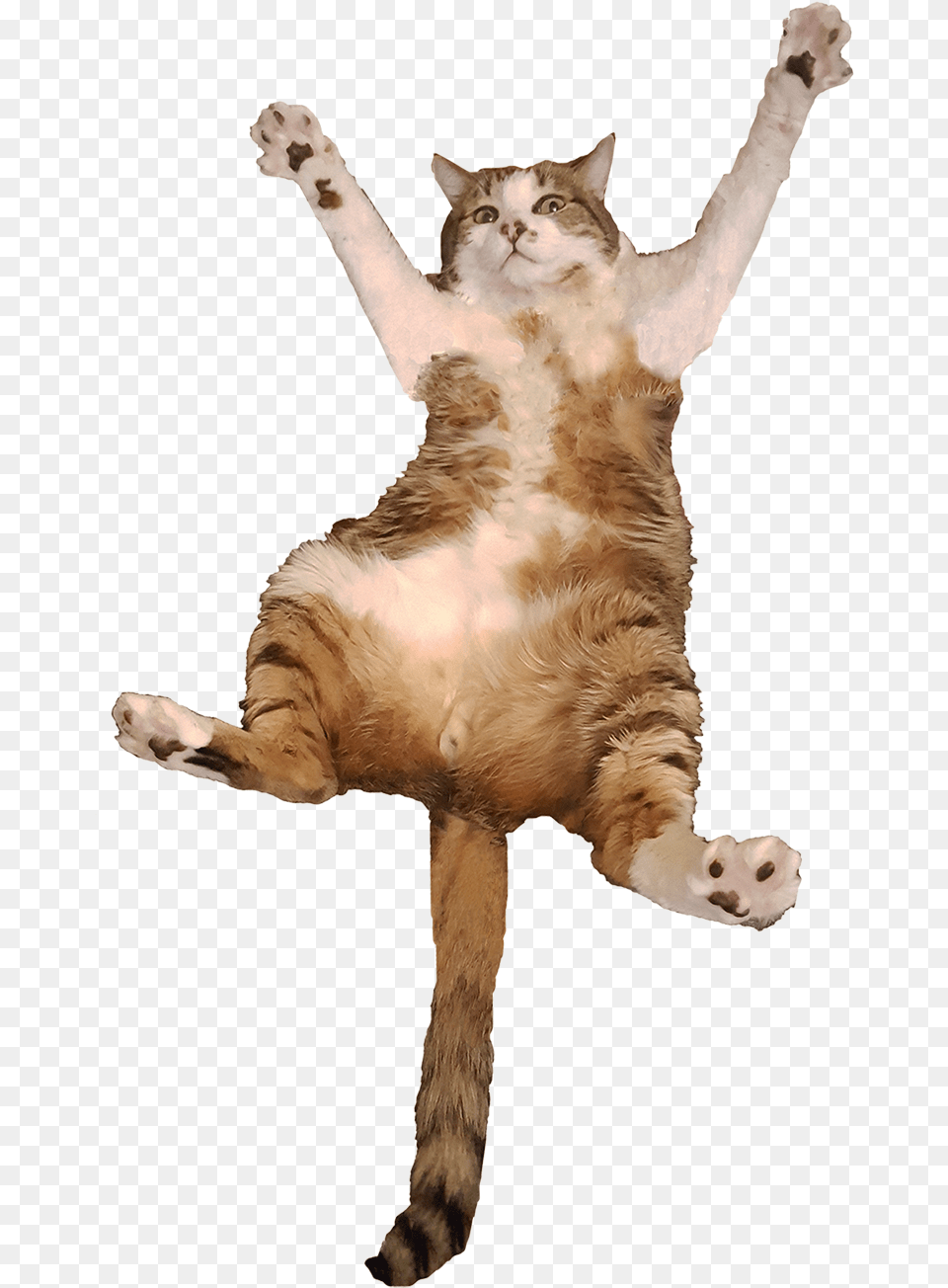 Animalbig Cat Jumping Cat Transparent, Animal, Mammal, Manx, Pet Free Png