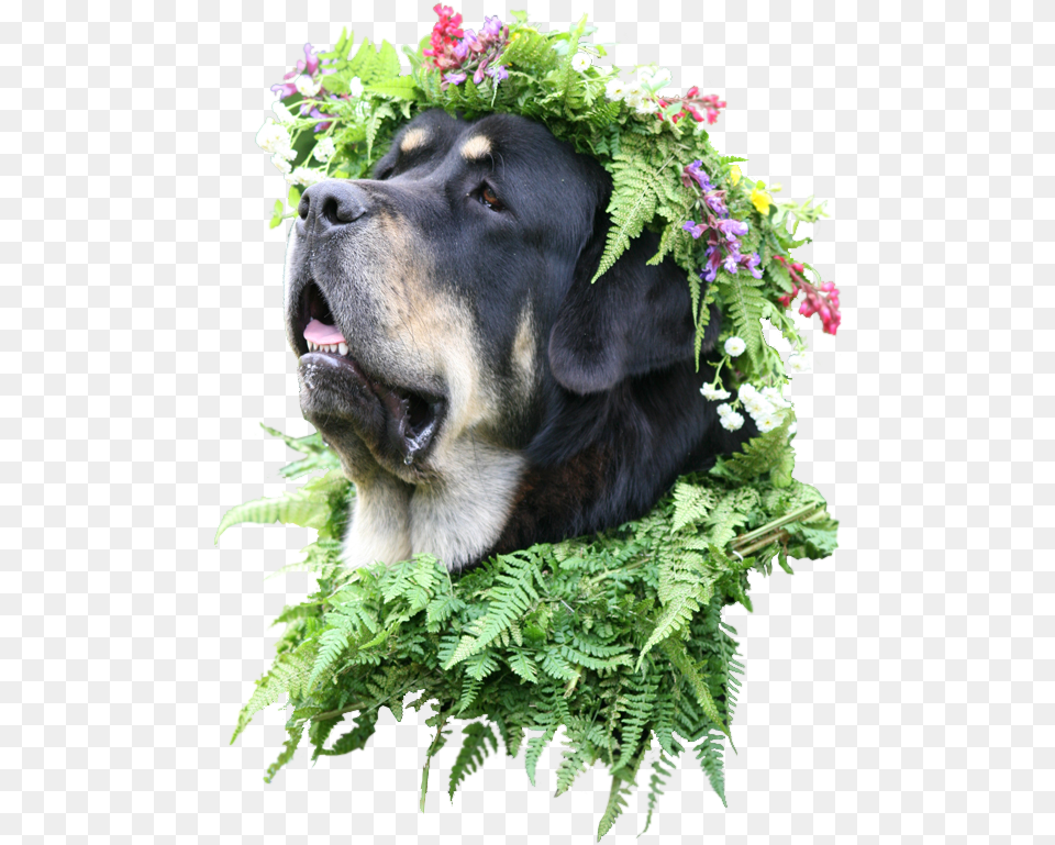 Animaldog With Flower Crown Pies Z Wiankiem Na Gowie, Plant, Flower Arrangement, Leaf, Dog Free Transparent Png
