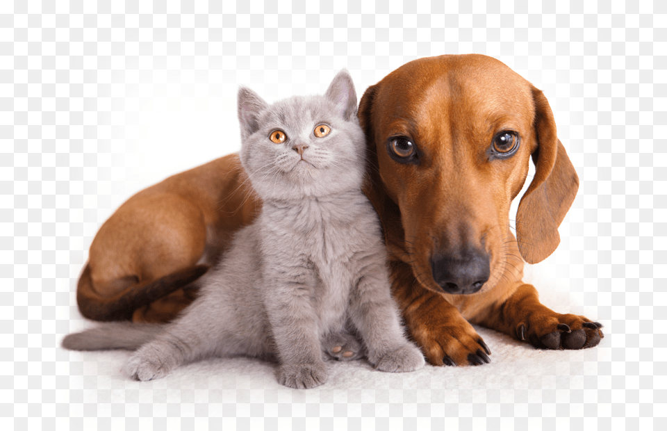 Animales De Dog And Cat White Background, Animal, Canine, Mammal, Pet Png Image
