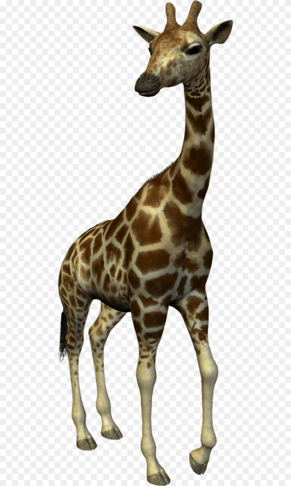 Animales Giraffe, Animal, Mammal, Wildlife Free Png