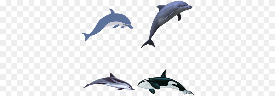 Animales Marinos Dolphin Clipart Transparent Background, Animal, Mammal, Sea Life, Fish Png