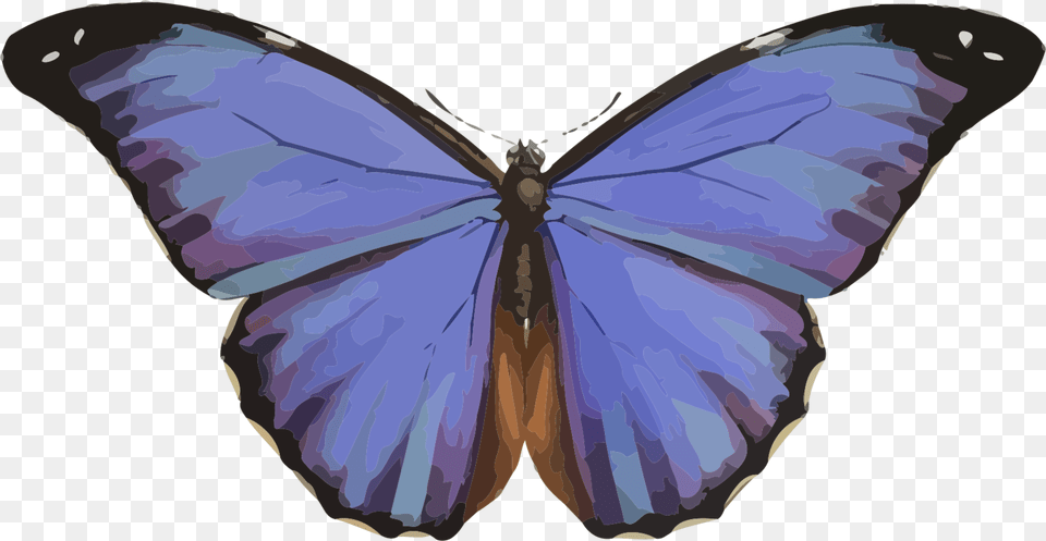 Animales Mariposa Insectos Naturaleza Azul Morpho Transformation To A Butterfly, Animal, Insect, Invertebrate, Person Png Image