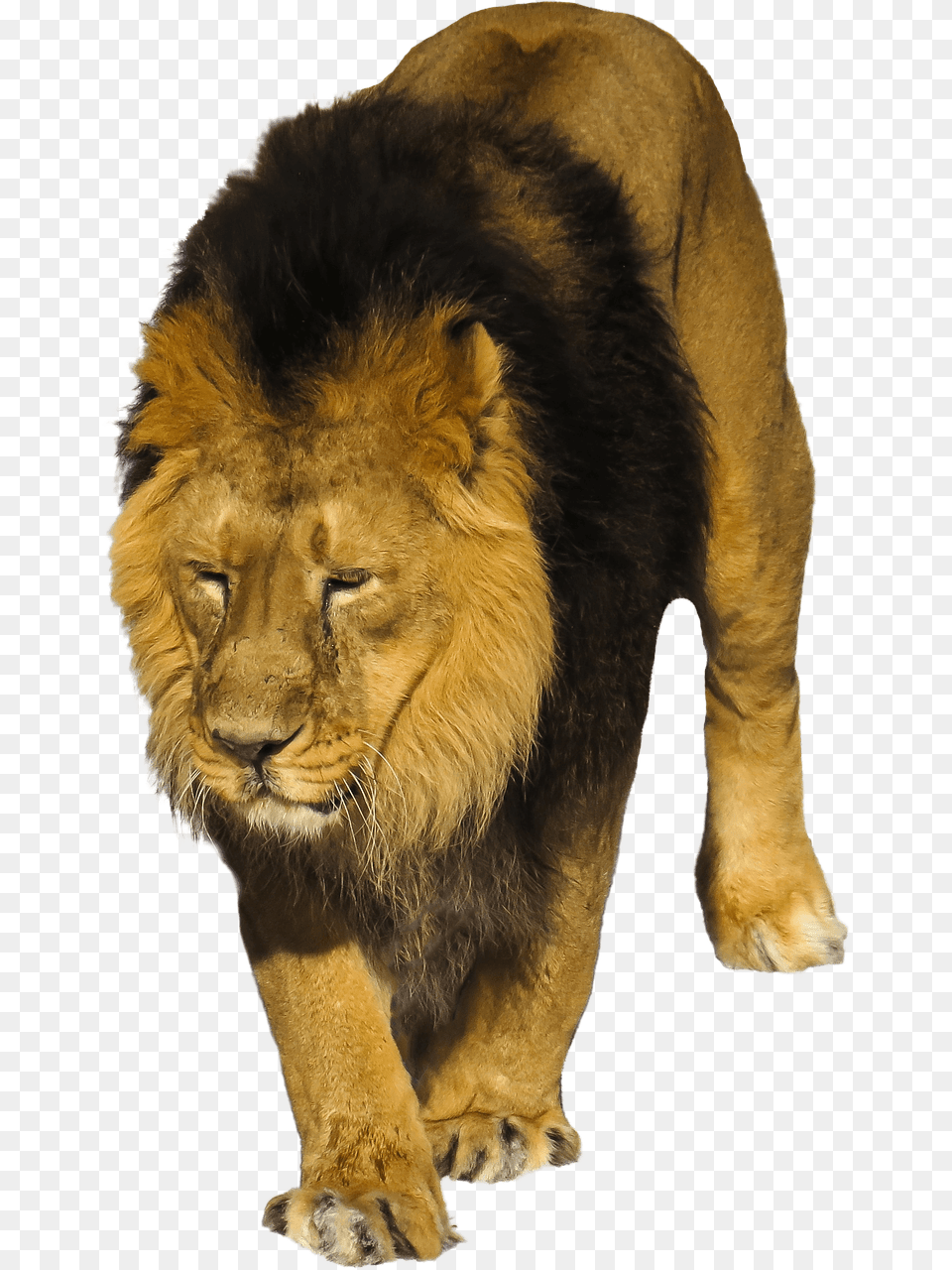 Animales Salvajes, Animal, Lion, Mammal, Wildlife Free Png Download