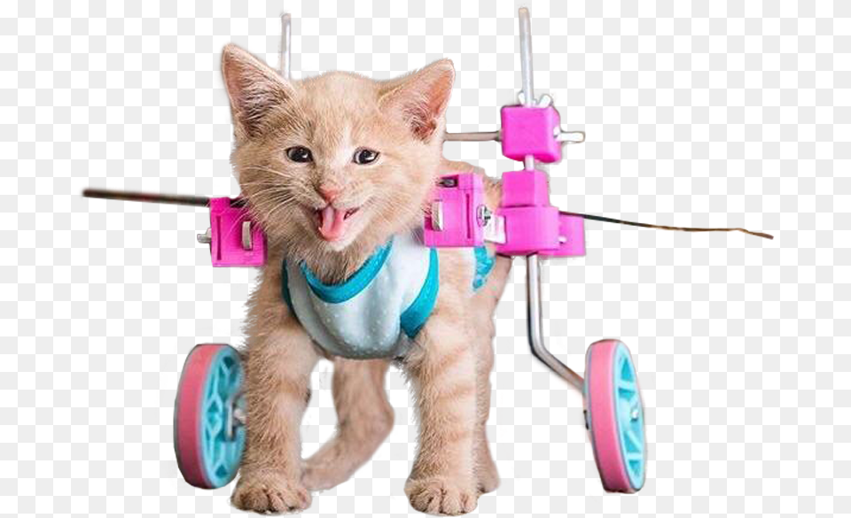 Animalhappy Cat Cat In Wheelchair, Wheel, Machine, Pet, Mammal Free Transparent Png