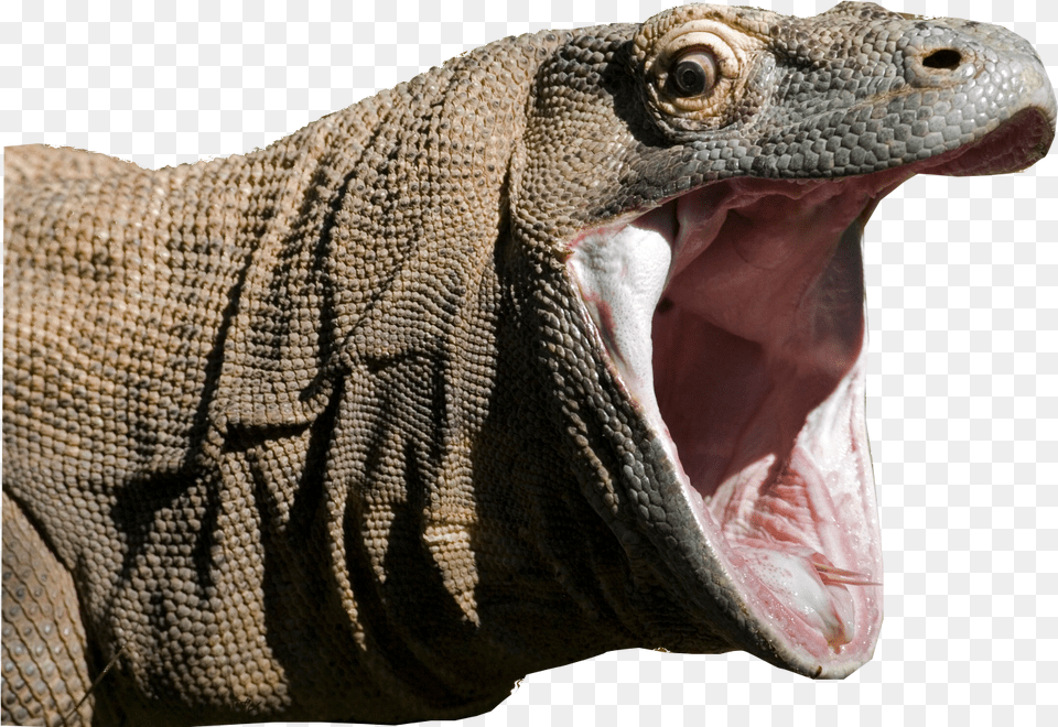 Animalkomodo Dragon Komodo Dragons Book, Animal, Lizard, Reptile Free Png Download