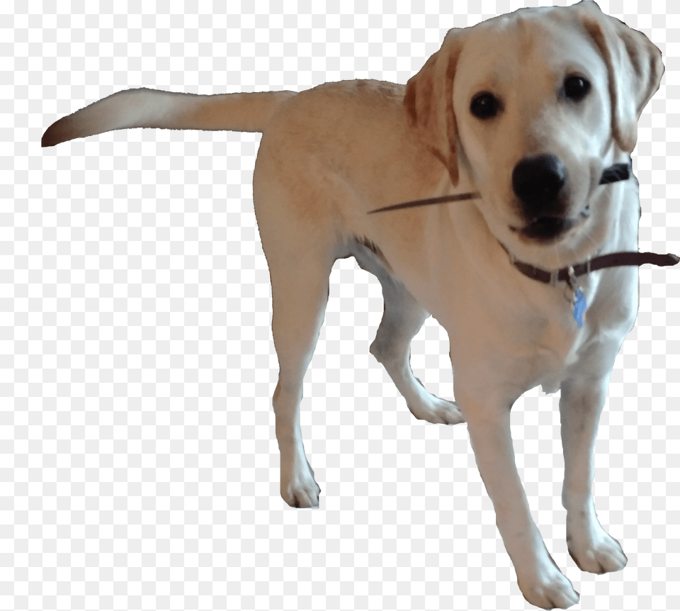 Animalmess Dog Catches Something, Animal, Canine, Labrador Retriever, Mammal Png