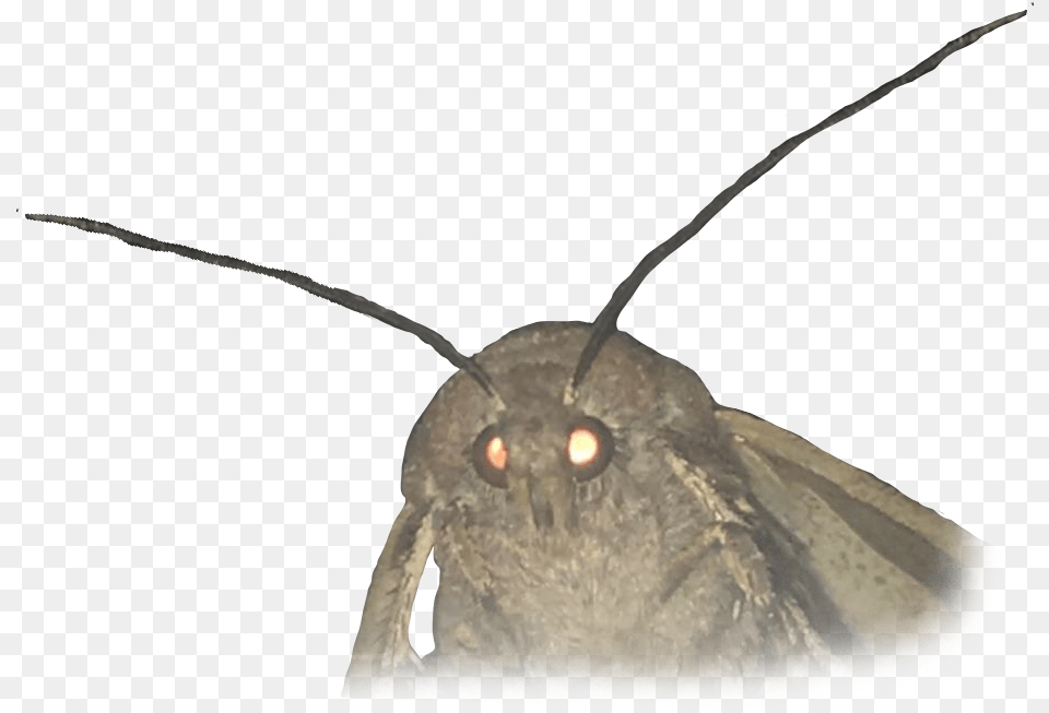 Animalmoth Moth Meme No Background, Animal, Butterfly, Insect, Invertebrate Png