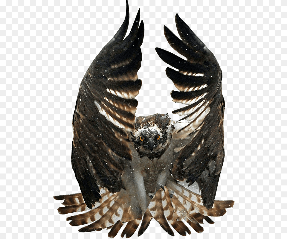 Animalosprey Profit Hunters Tales Of Mischief, Animal, Bird, Vulture, Beak Free Transparent Png